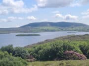 Seven salmon reported from Carrowmore