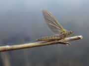 Olives up and some early mayfly on Conn
