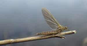 Olives up and some early mayfly on Conn
