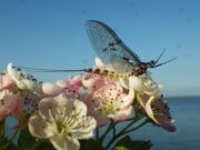 Ephemeral ecstasy for Lough Sheelin anglers