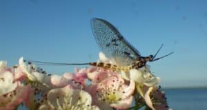 Ephemeral ecstasy for Lough Sheelin anglers