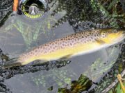 nore trout
