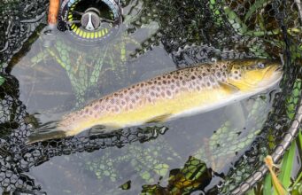 nore trout