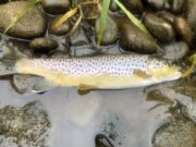 Good trout on dry fly for Nore anglers at Mount Juliet trout