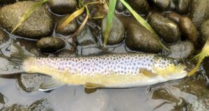 trout