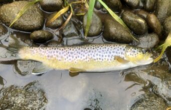 Good trout on dry fly for Nore anglers at Mount Juliet trout