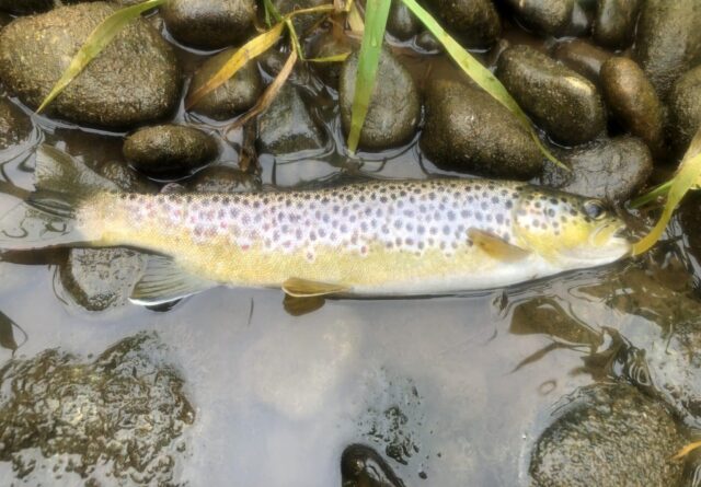 trout
