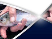 Shad anglers – handling brochure shad