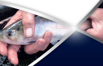 Shad anglers – handling brochure shad