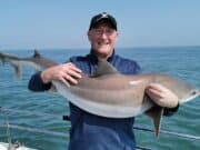Tons of tope for anglers fishing with Wicklow Boat Charters