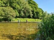 Busy weekend at Mount Juliet with great surface action for trout, tench and carp Nore