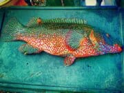 Ballan Bonanza for Menapia SAC Ballan Wrasse