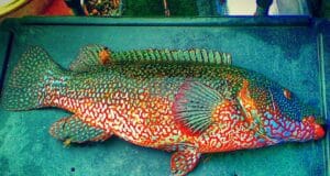 Ballan Bonanza for Menapia SAC Ballan Wrasse