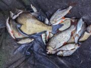 Tench, hybrids and bream make up winning bags at Athy Athy