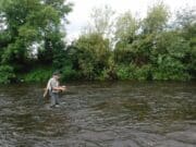 Water in the Deel and Maigue, nice trout too river deel