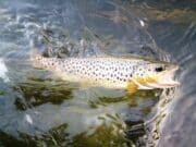 Fly anglers have some nice trout fishing recently on the River Boyne River Boyne Trout, Ireland.