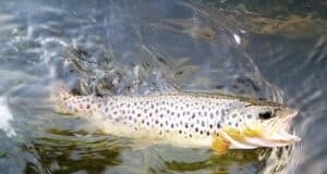 River Boyne Trout, Ireland.