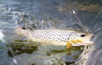 Fly anglers have some nice trout fishing recently on the River Boyne River Boyne Trout, Ireland.