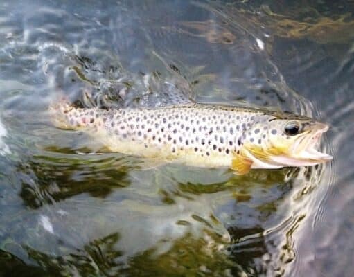 River Boyne Trout, Ireland.
