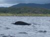 Conditions improve on Currane at the weekend and a few fish reported