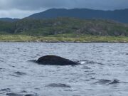 Conditions improve on Currane at the weekend and a few fish reported