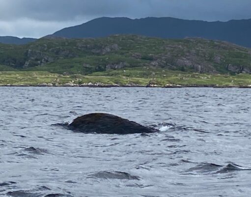 Conditions improve on Currane at the weekend and a few fish reported