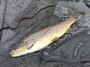 Warm weather not enticing many anglers out on Loughs Conn & Cullin
