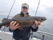 Big pollack on light tackle and a tope for Ewings Sea Angling & Boat Charters