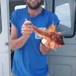 Red gurnard