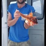Red gurnard