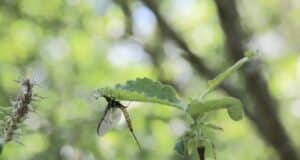 Lough Arrow Anglers look back on this year’s great Mayfly season