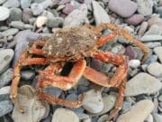 West Cork Anglers plagued by Spiders on Ballybrannigan Beach