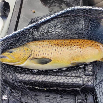 arrow trout