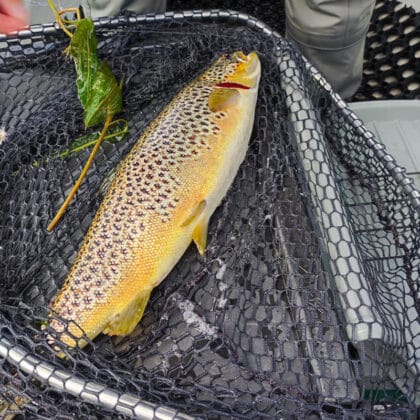 arrow trout