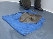 Stingray a new species for the Clare Dragoon!
