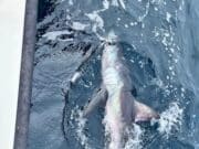 Porbeagle time on the Brazen Hussy in Galway