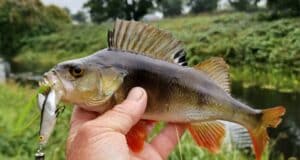 Royal Canal pike and perch action for Midlands Angling