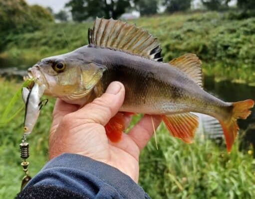 Royal Canal pike and perch action for Midlands Angling