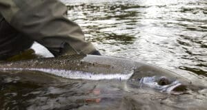 Record tally of salmon caught and released by Irish anglers in 2022 Salmon released into water