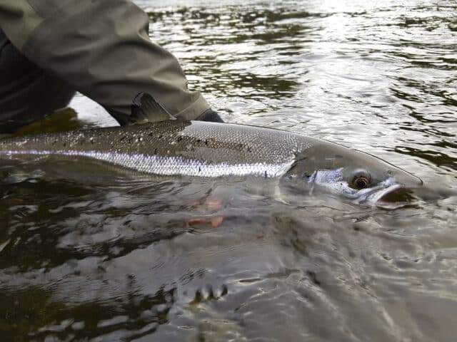 Salmon released into water