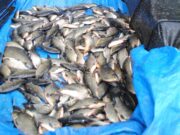 Coarse anglers from Holland have a great start to their week.