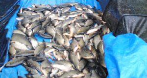 Coarse anglers from Holland have a great start to their week.