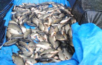 Coarse anglers from Holland have a great start to their week.