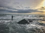 National sea angler app shows Mackerel, Pollack, Dogfish, Seabass, and Whiting were the top 5 fish species hooked in 2022 Shore fishing