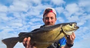 Donegal rock mark produces some cracking pollack