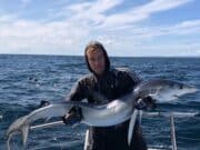 Plenty porbeagle but also good mixed fishing for the Brazen Hussy II in Galway Bay
