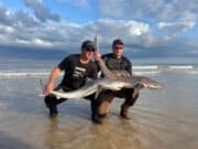 Tope bonanza on Wexford beaches