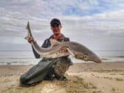 More shore-caught tope from Wexford beaches
