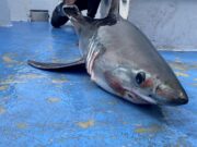 Sharks and more in west Clare