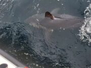 Excellent sharking in Galway